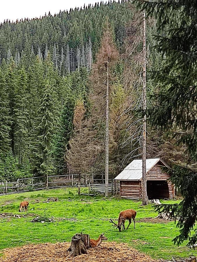 Eden Natural Resort - Transalpina Capalna المظهر الخارجي الصورة